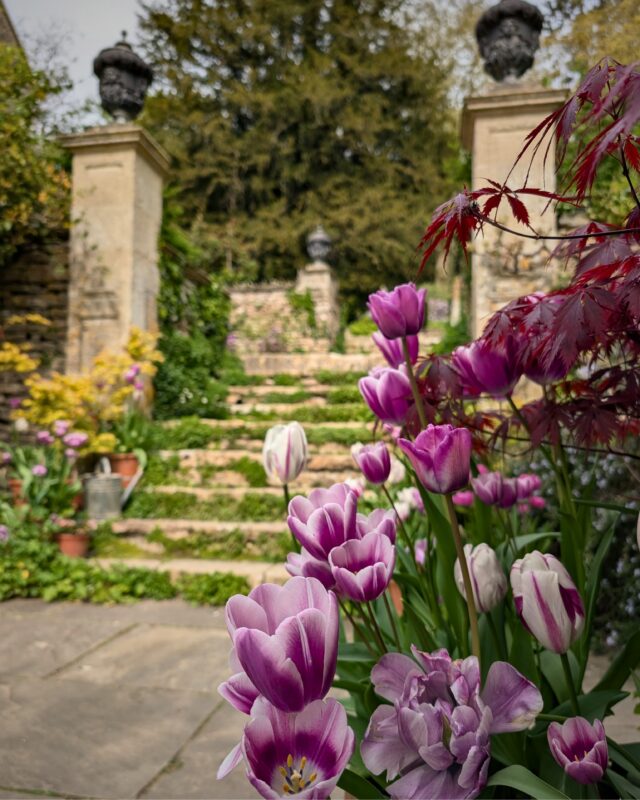 Old stone steps lead up into an ornate garden. The steps are flanked by columns topped with urns and in the foreground are pots of purple tulips.