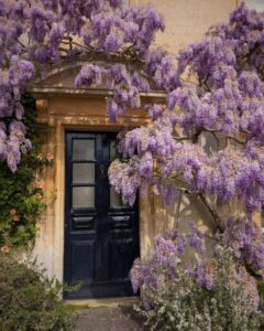 A blue door in a stone country house partially covered with cascading wisteria.