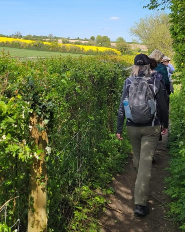 A group of hikers (from behind) walking down a footpath lined with trees to the right and a fence and hedges to the left