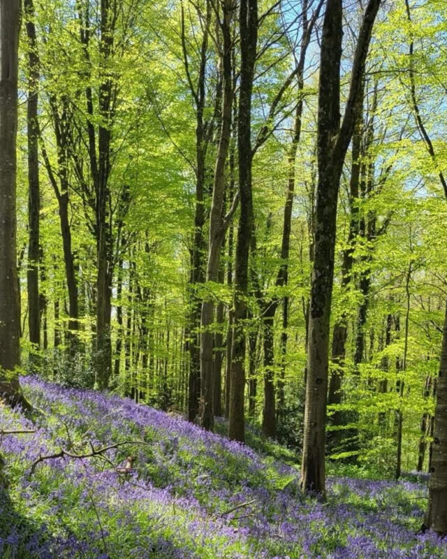 A carpet of bluebells on a woodland floor with the trees bearing the first shoots of leaves.