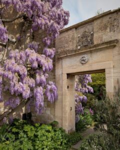 Photo of a stone archway leading into a country house garden. The left side of the arch and wall is covered in cascades of purple wisteria.