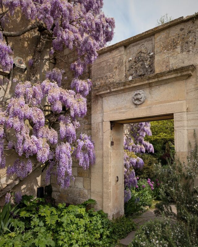 Photo of a stone archway leading into a country house garden. The left side of the arch and wall is covered in cascades of purple wisteria.