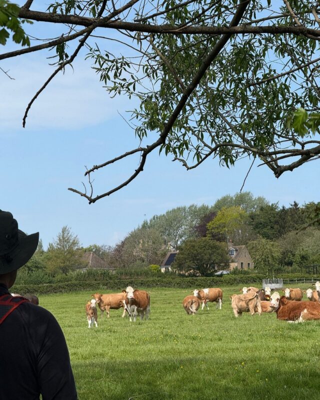 The dark outline of a person in the foreground watching a field of cows.