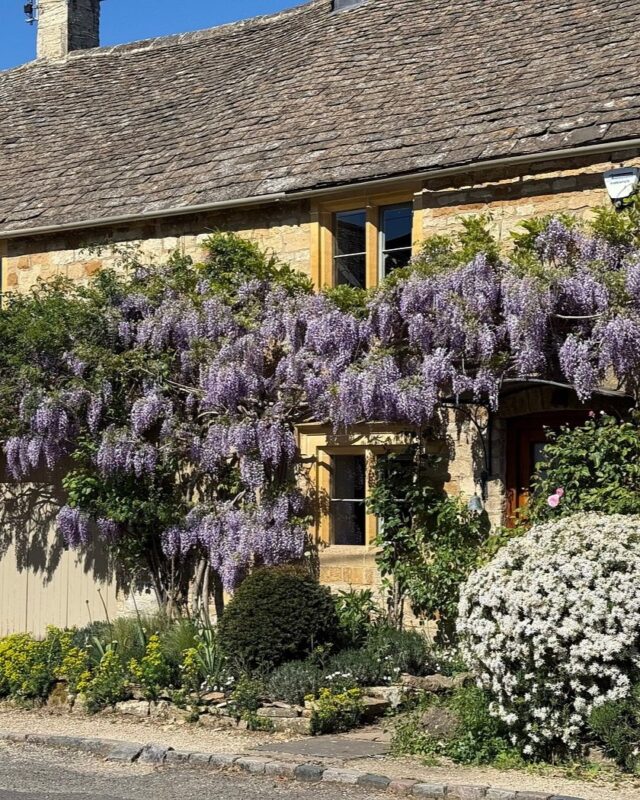 A traditional stone Cotswolds cottage with purple wisteria cascading down the front.