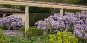 A long stone pergola stretches through a country garden between cascades of purple wisteria