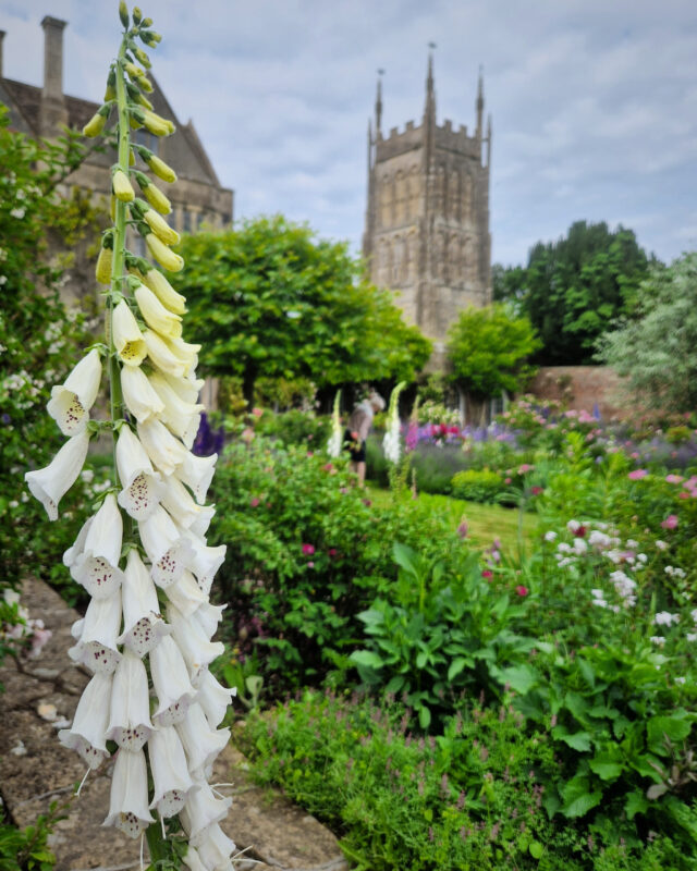 View of a country house garden with a white foxglove in the foreground and a village church tower in the background.