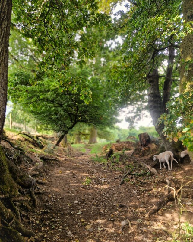 A footpath between green trees in summer with sheep tot the right of the image.