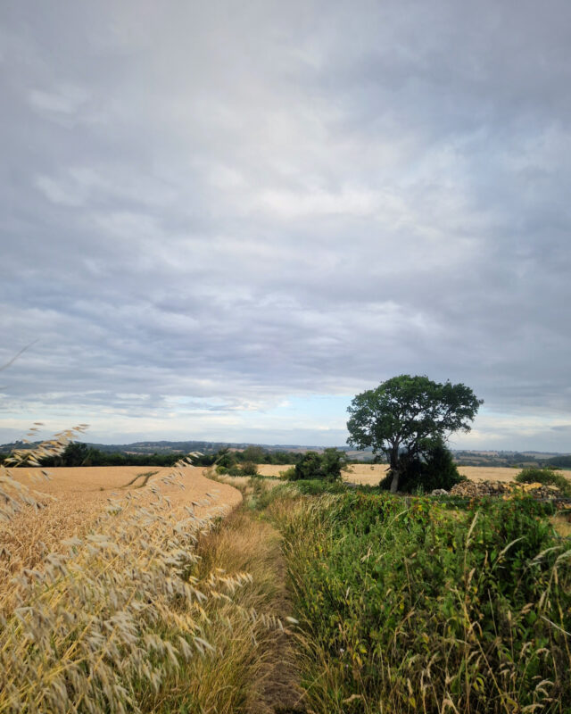 A footpath winds through the edge of a field with golden wheat on the left and a green hedgerow to the right.