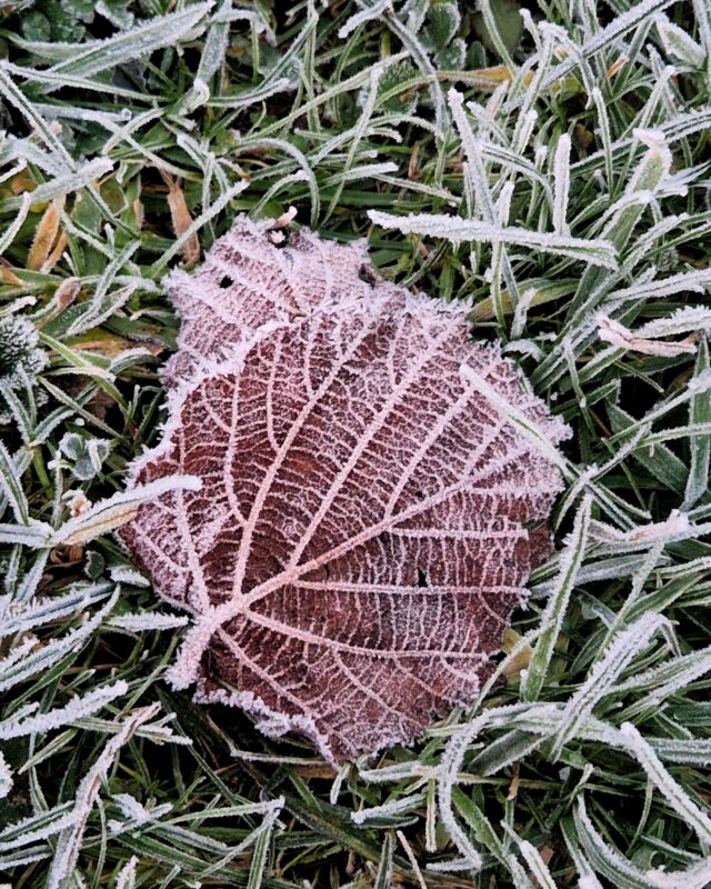 A brown leaf on the ground surrounded by grass. The grass and the leaf are covered in a white layer of haw frost.