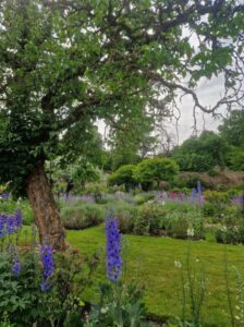 Photo of a country house garden. An old tree and blue hollyhocks to the left, the manor house to the right.