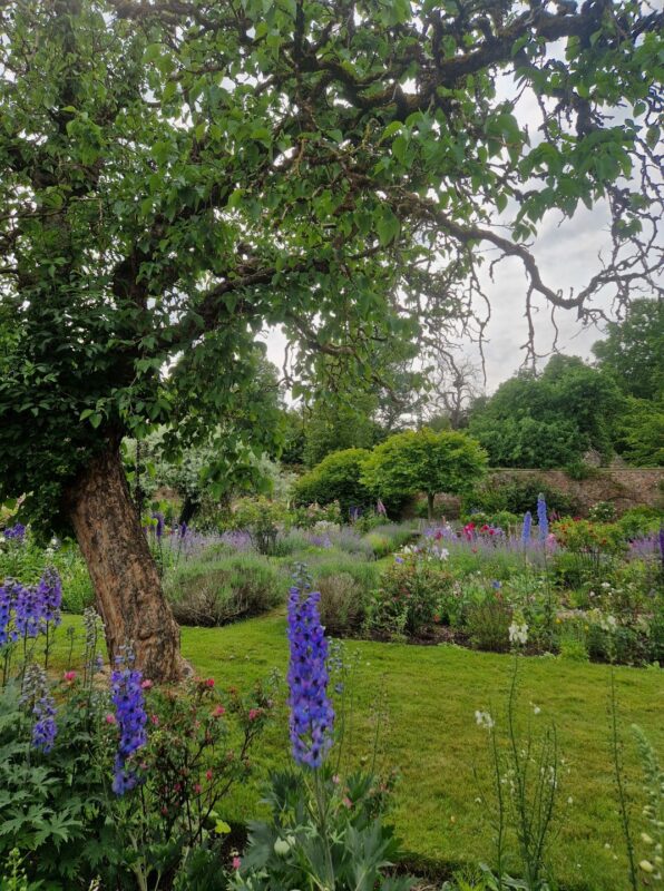 Photo of a country house garden. An old tree and blue hollyhocks to the left, the manor house to the right.