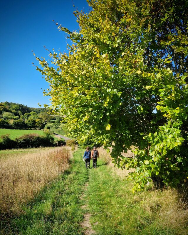 Two hikers are walking down a field under a tree whose leaves are starting to turn to autumnal colours.