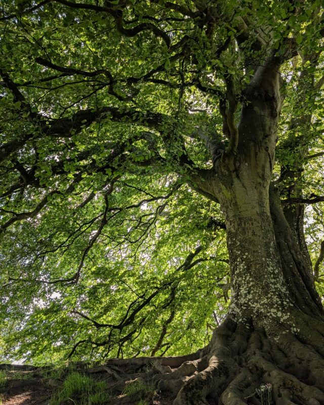 A group of beech trees and their dark green canopy of leaves.
