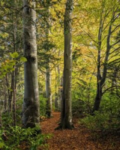 A footpath winds through a woodland. The leaves on the trees are yellow and gold and the floor is carpeted with autumnal leaves.