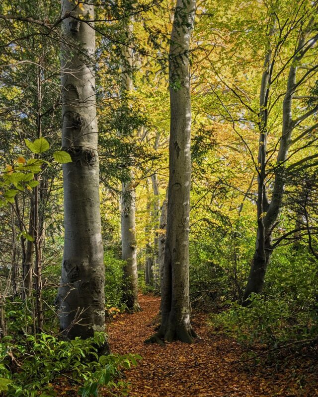 A footpath winds through a woodland. The leaves on the trees are yellow and gold and the floor is carpeted with autumnal leaves.