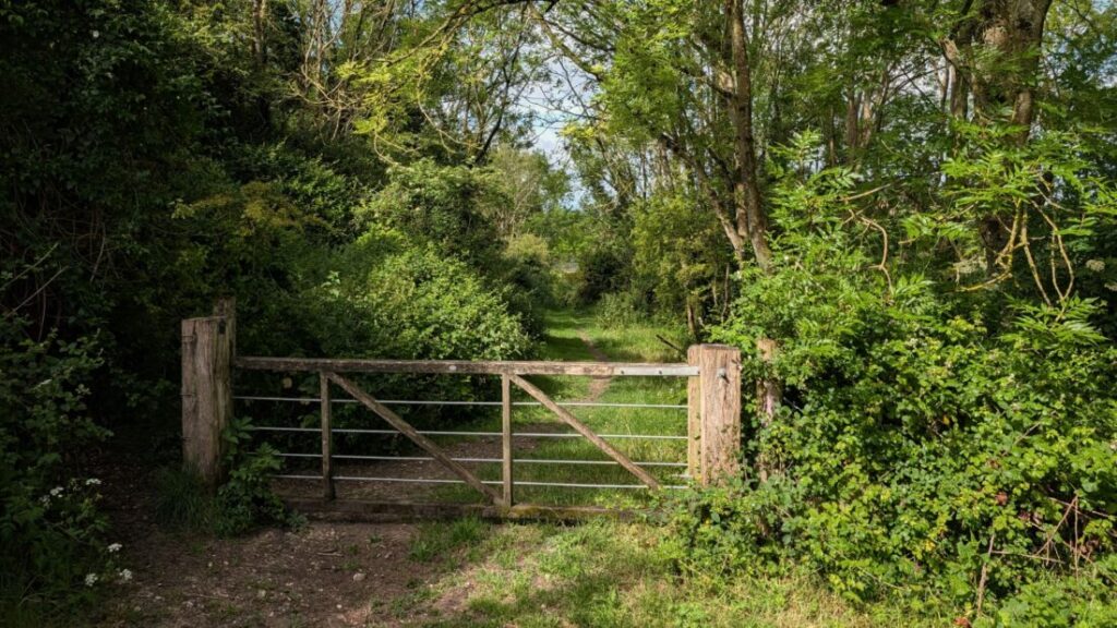 Photo of a five-bar gate surrounded by trees