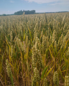 Photo of a field of golden wheat.