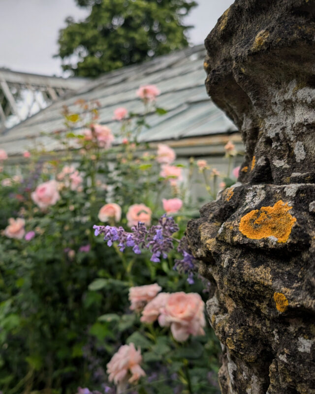 A shrub of pink roses in front of an old glass and wood greenhouse and an old stone urn in the foreground.