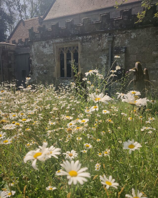 View of a field of oxeye daisies with a church in the background