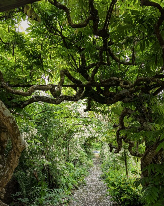 A green arch made of old trees and gnarly trunks with green leaves creating a dark canopy