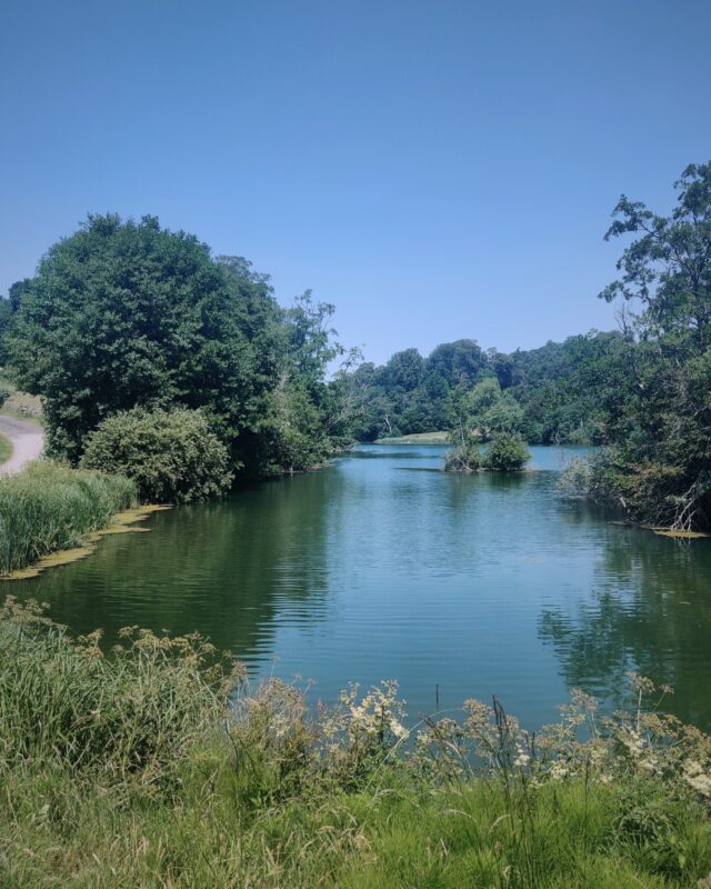 View of a lake surrounded by trees and grass on a sunny day.