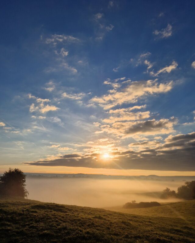 The sun is rising over a field casting a golden light on low lying mists that hug the ground.