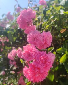 Close up of bright pink roses