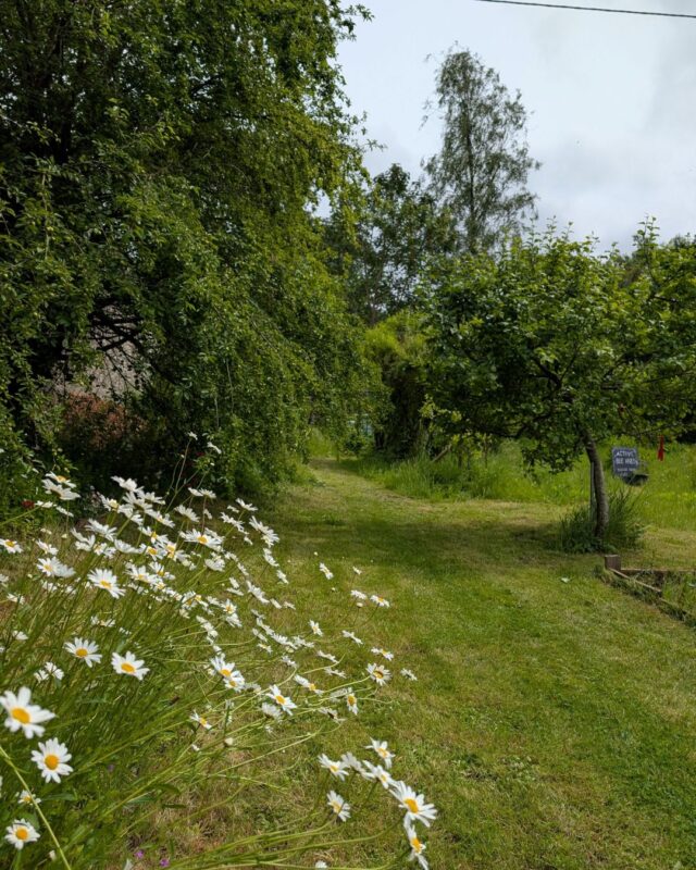View of a lawn with sprays of oxeye daisies in the foreground.