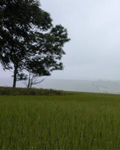 A tree standing in a field under a rainy, overcast sky