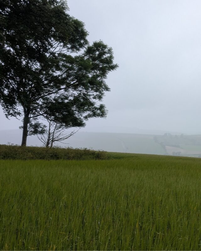 A tree standing in a field under a rainy, overcast sky