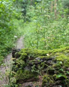 Close up of a fallen tree trunk covered in moss with a footpath stretching out behind into woodland.