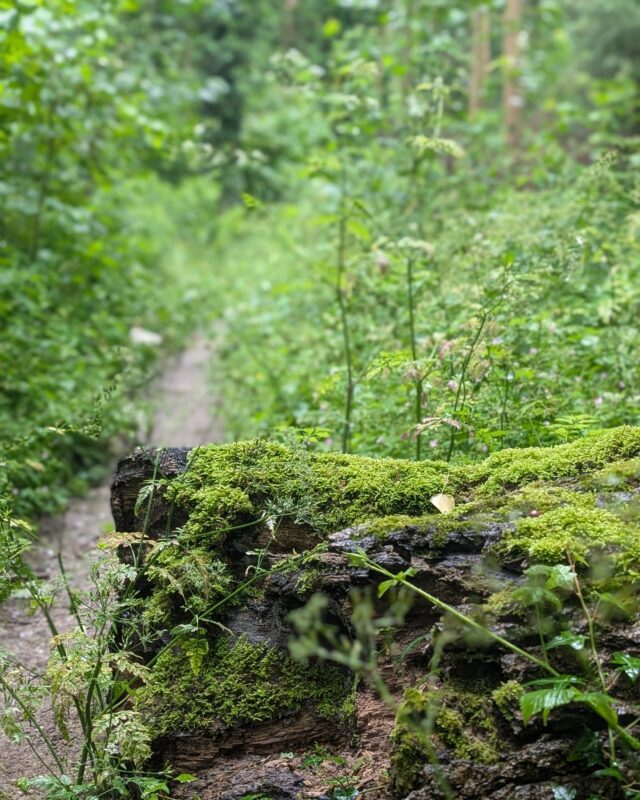 Close up of a fallen tree trunk covered in moss with a footpath stretching out behind into woodland.