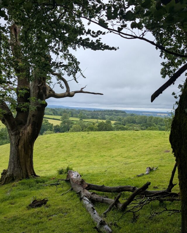 View of green fields under a cloudy sky framed by two tree trunks in the foreground.