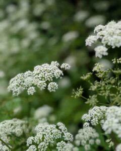 Close up of lots of sprays of cow parsley.