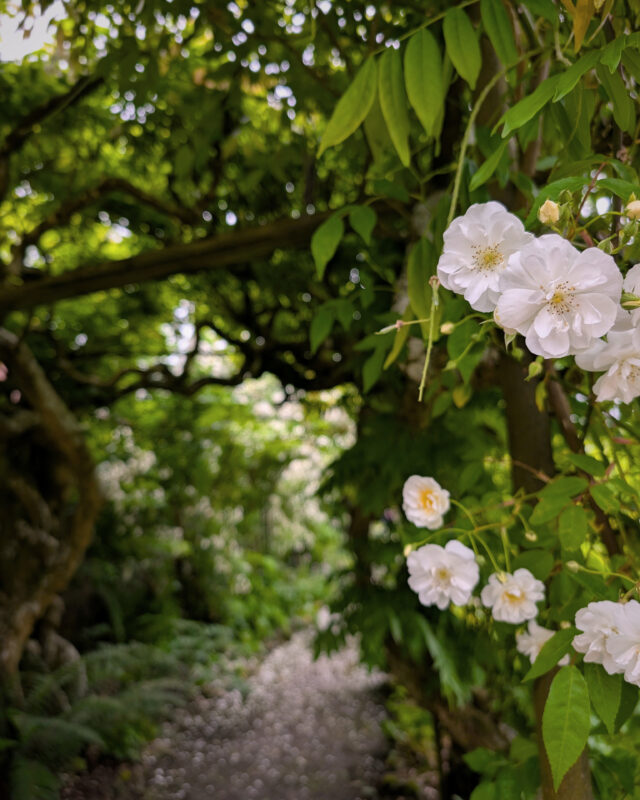 An archway of trees with thick winding branches, green leaves and delicate white flowers.