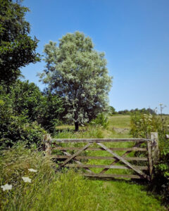 A footpath in the countryside leads up to a wooden five-bar gate on a bright summer's day.