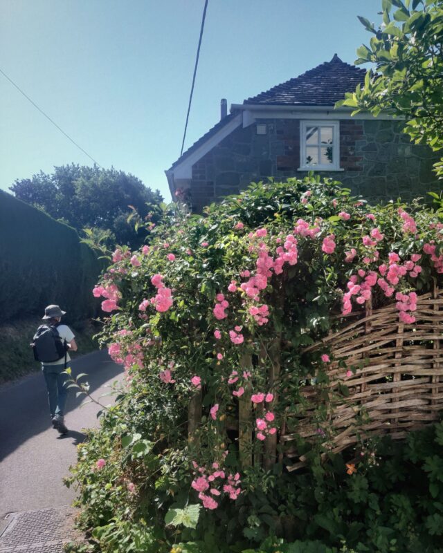 A guest walks past a cottage with a large bush of pink roses in the garden
