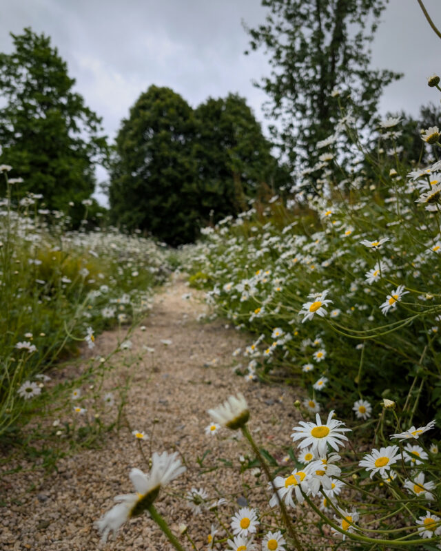 A gravel pathway in a landscaped garden with oxeye daisies spilling out over the path.