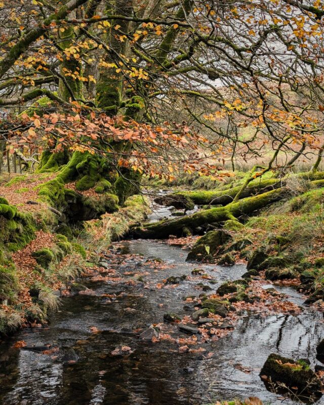 A river on Exmoor runs under trees that have their remaining rust and red coloured leaves. Stones and fallen tree trunks are covered in moss.