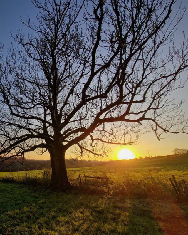 The sun is rising over a field in November. A leafless tree is silhouetted against the dramatic sky.