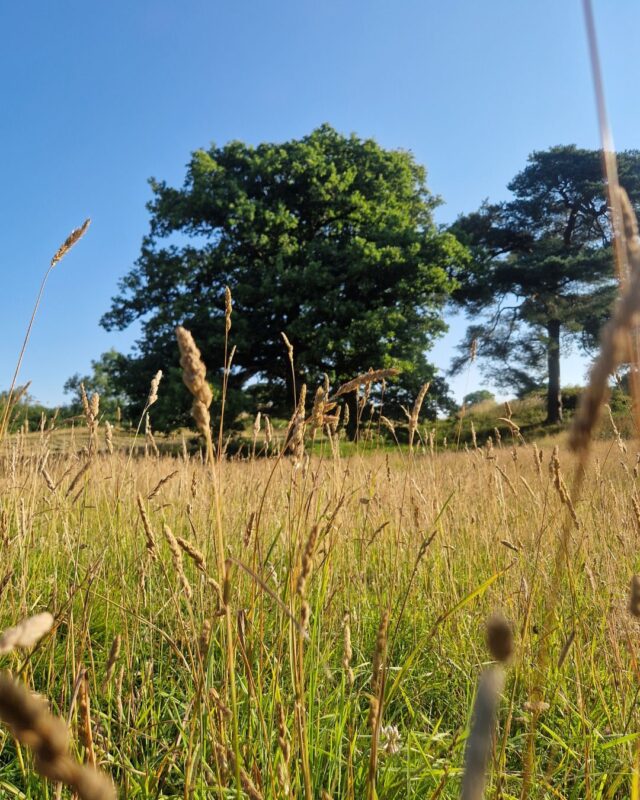 Photo of a meadow of grass and wildflowers on a sunny day in July with oak trees in the distance.