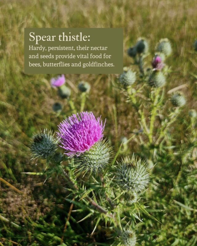 Photo of a spear thistle with explanatory text explaining its usefulness.