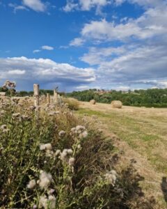 Photo of a harvested grass meadow with round bales of hay in the distance and fenceposts and hedges in the foreground