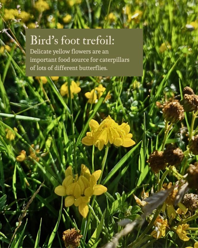 Photo of bird's foot trefoil wildflower and text explaining its uses