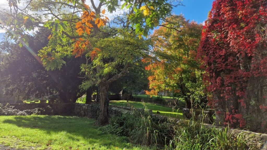 Autumnal trees with red, gold, yellow and green leaves and the low September sun shining through.