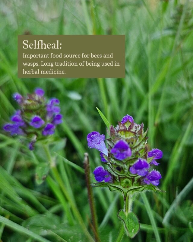 Photo of self heal wildflower and its uses
