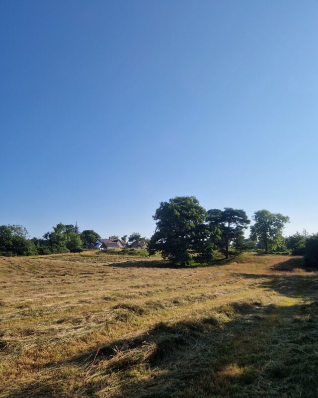 Photo of a field of freshly mown grasses and wildflowers laying on the ground, drying out before being bound into bales.