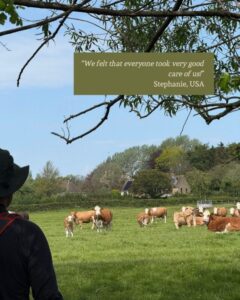 View of a field of cows from under trees. In the left corner is the silhouette of a hiker (head and torse) looking out at the cows.