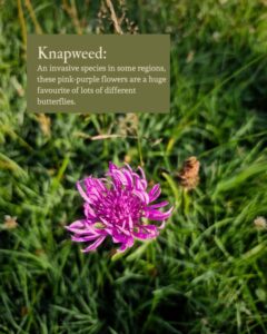 Photo of knaoweed wildflower with text explaining its benefits