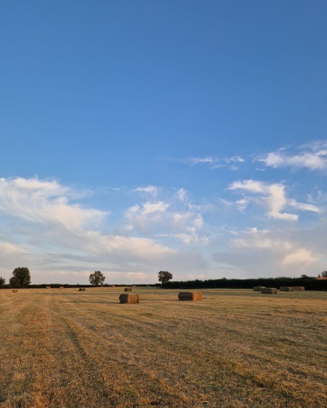 View of a harvested grass field with oblong bales of hay dotted over the field.
